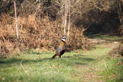brown and black bird on green grass during daytime