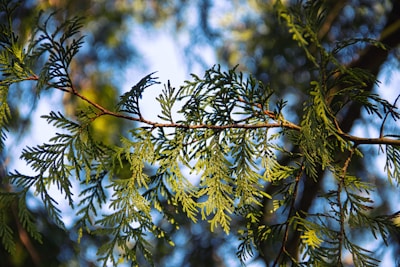 Close-up of cedar tree branches symbolizing Lebanese heritage, softly lit against a warm ivory background.