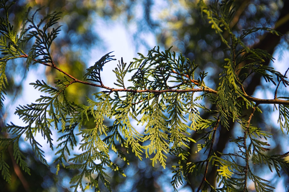 white and green leaves on brown tree branch