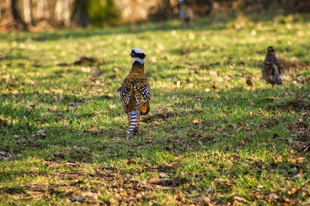 brown and black leopard walking on green grass field during daytime