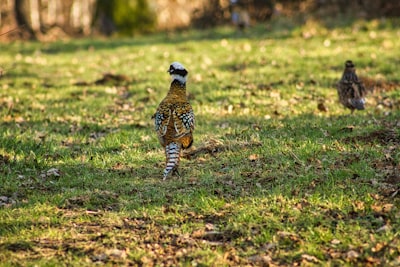 brown and black leopard walking on green grass field during daytime