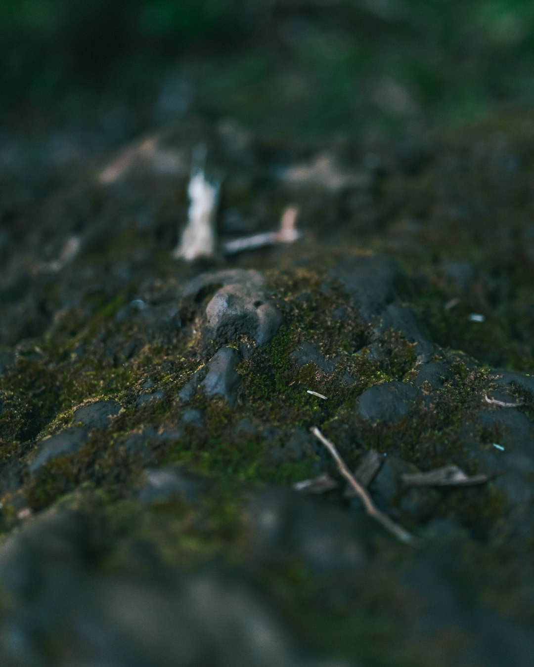 brown dried leaves on ground