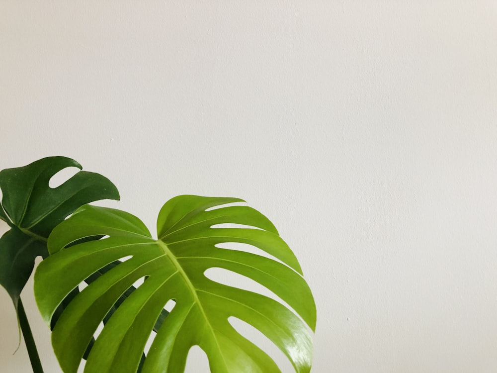 green leaves on white wall
