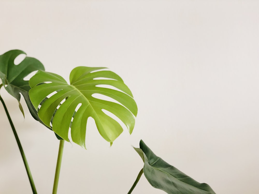 green leaves in white background