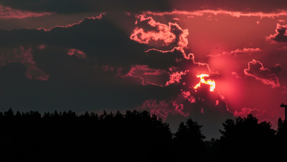 silhouette of trees during sunset