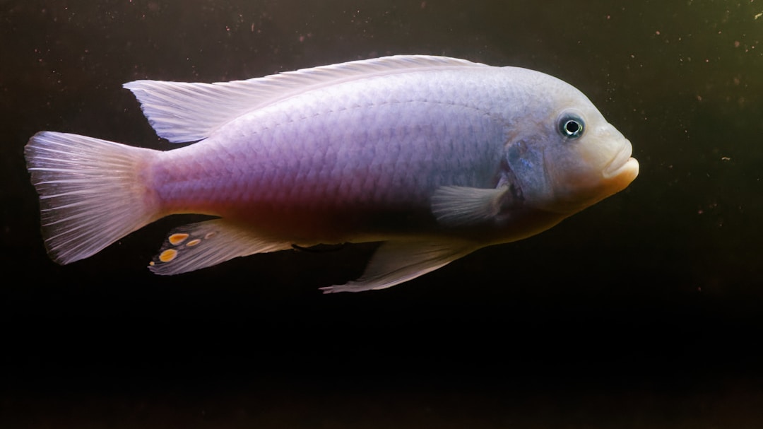 African cichlid swimming in a well-maintained aquarium
