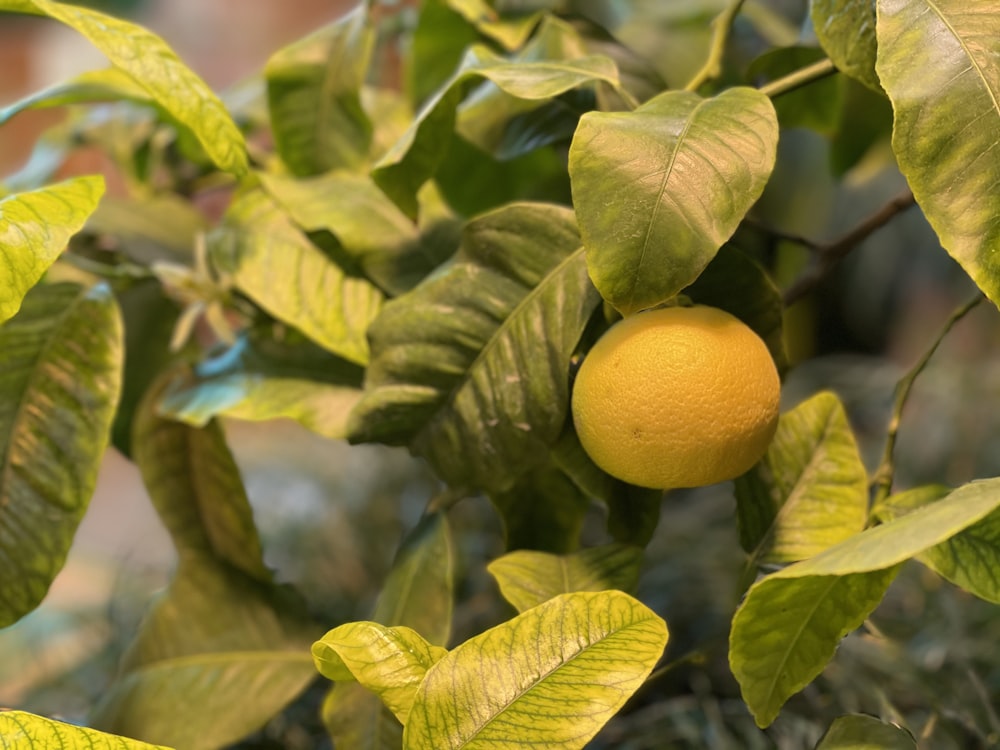 yellow citrus fruit on green leaves