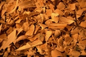 brown dried leaves on ground