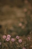 pink flowers in tilt shift lens