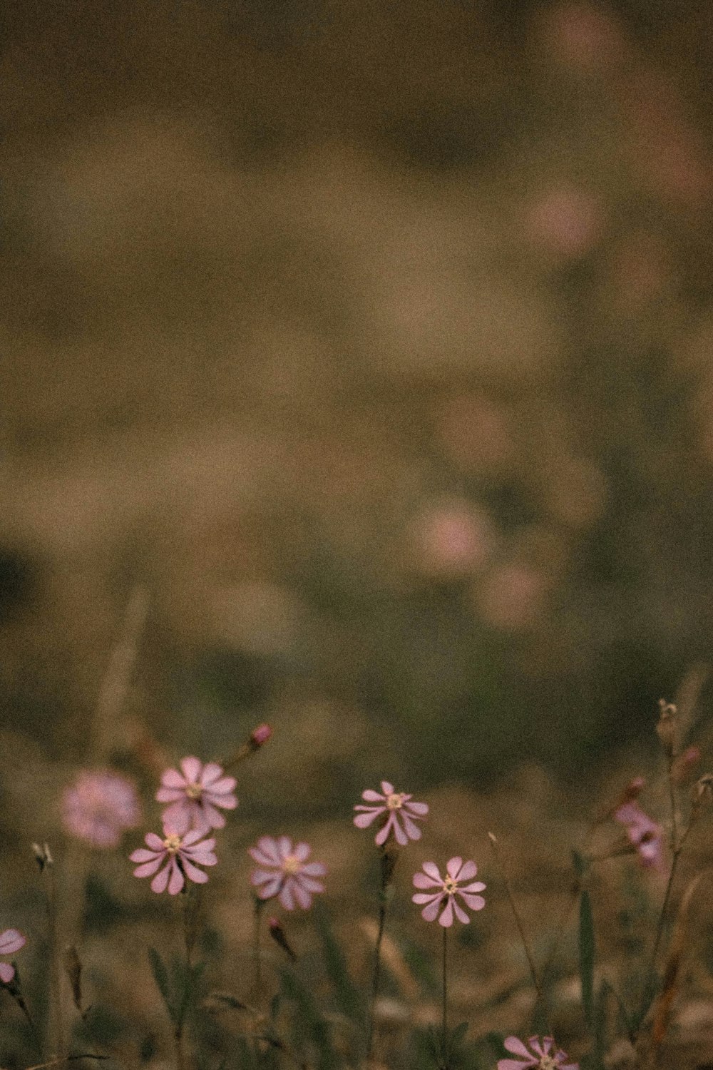 pink flowers in tilt shift lens