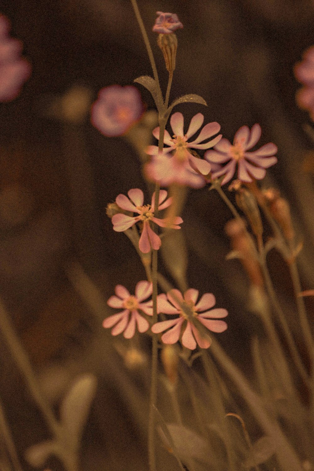 クローズアップ写真の白と茶色の花