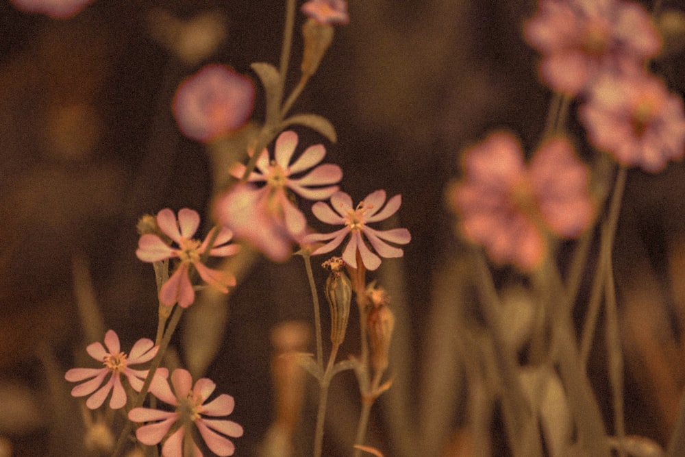 white and brown flowers in tilt shift lens