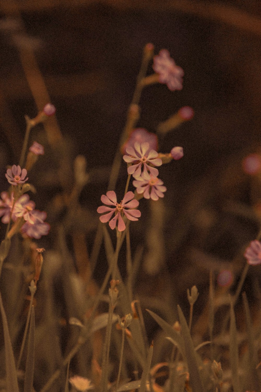 white and brown flower in tilt shift lens