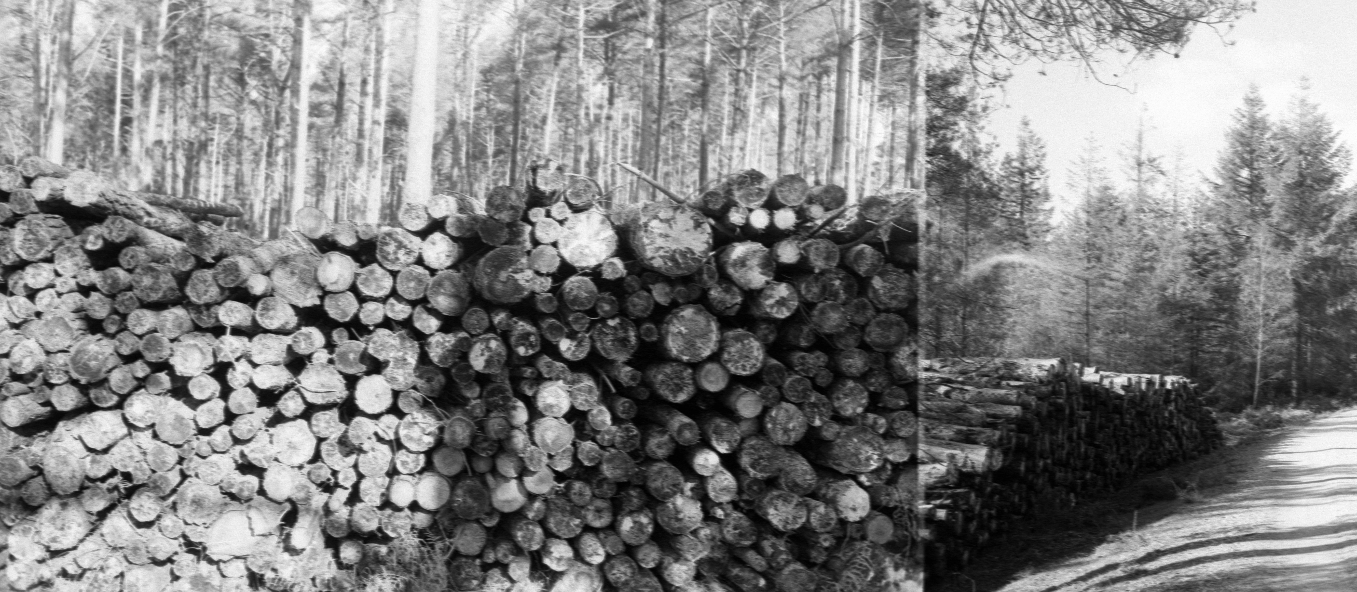 grayscale photo of wood logs