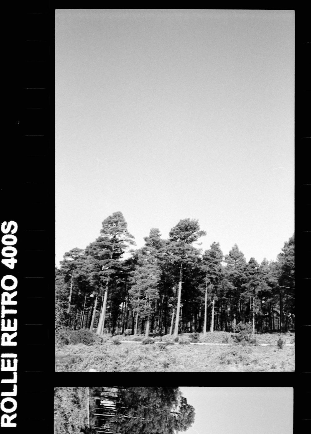 grayscale photo of trees and grass