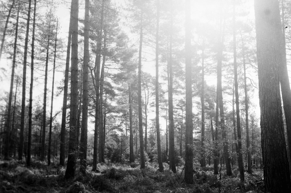 grayscale photo of forest trees