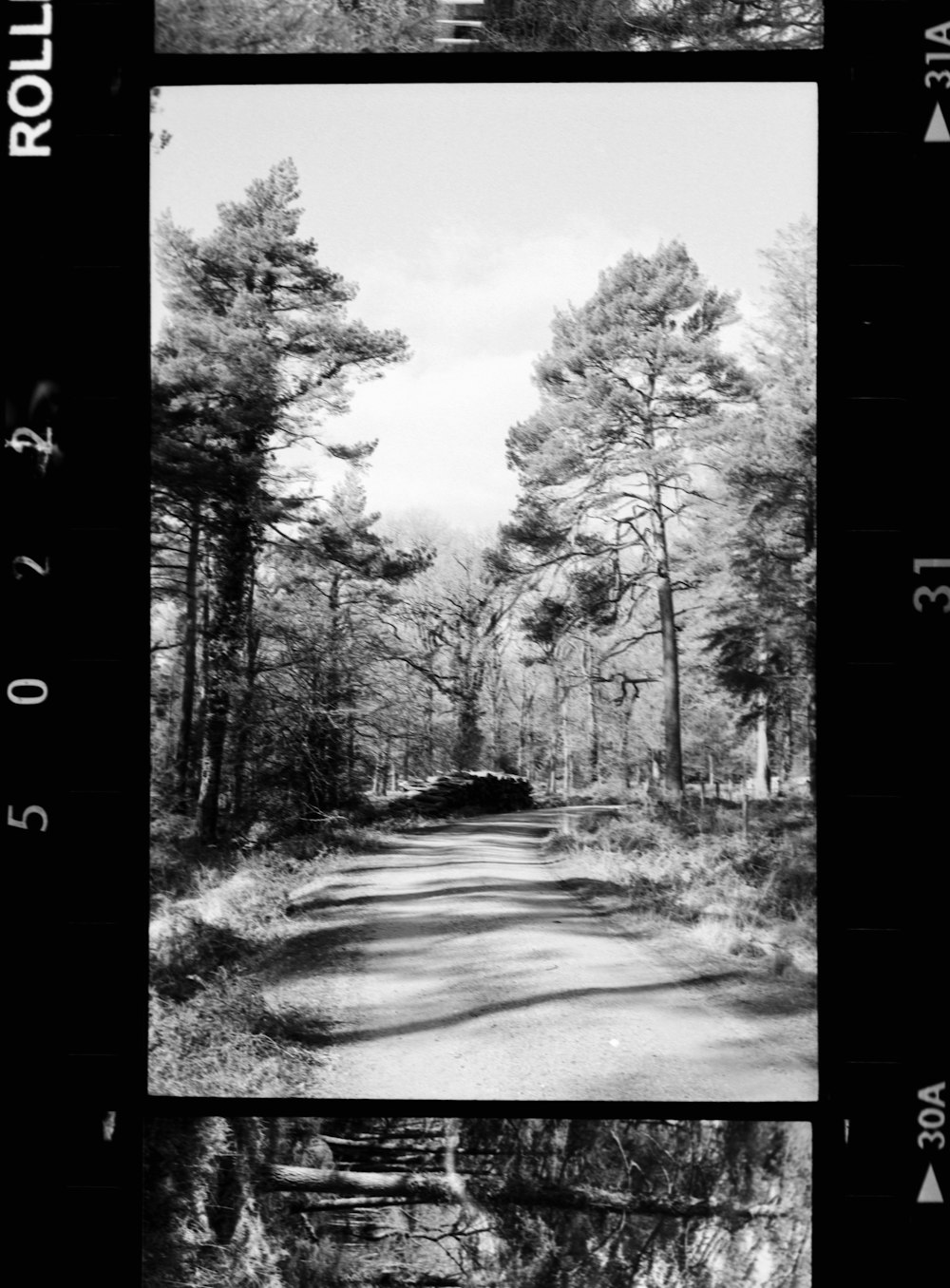 grayscale photo of road between trees