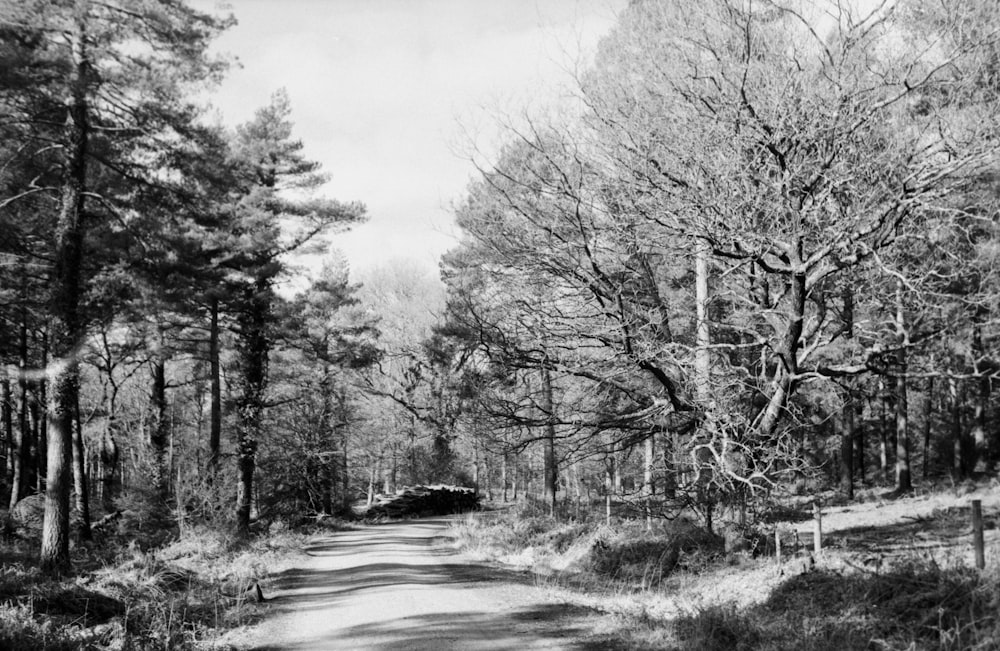 grayscale photo of trees and road