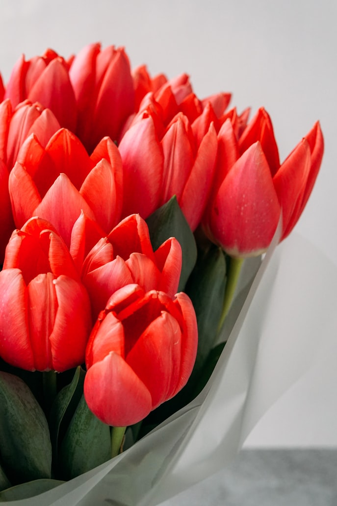 Tulipán rojo a granel| Tulipanes rojo a domicilio| Entrega tulipán hoy