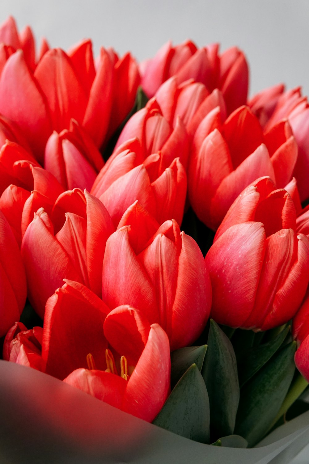red tulips in bloom during daytime