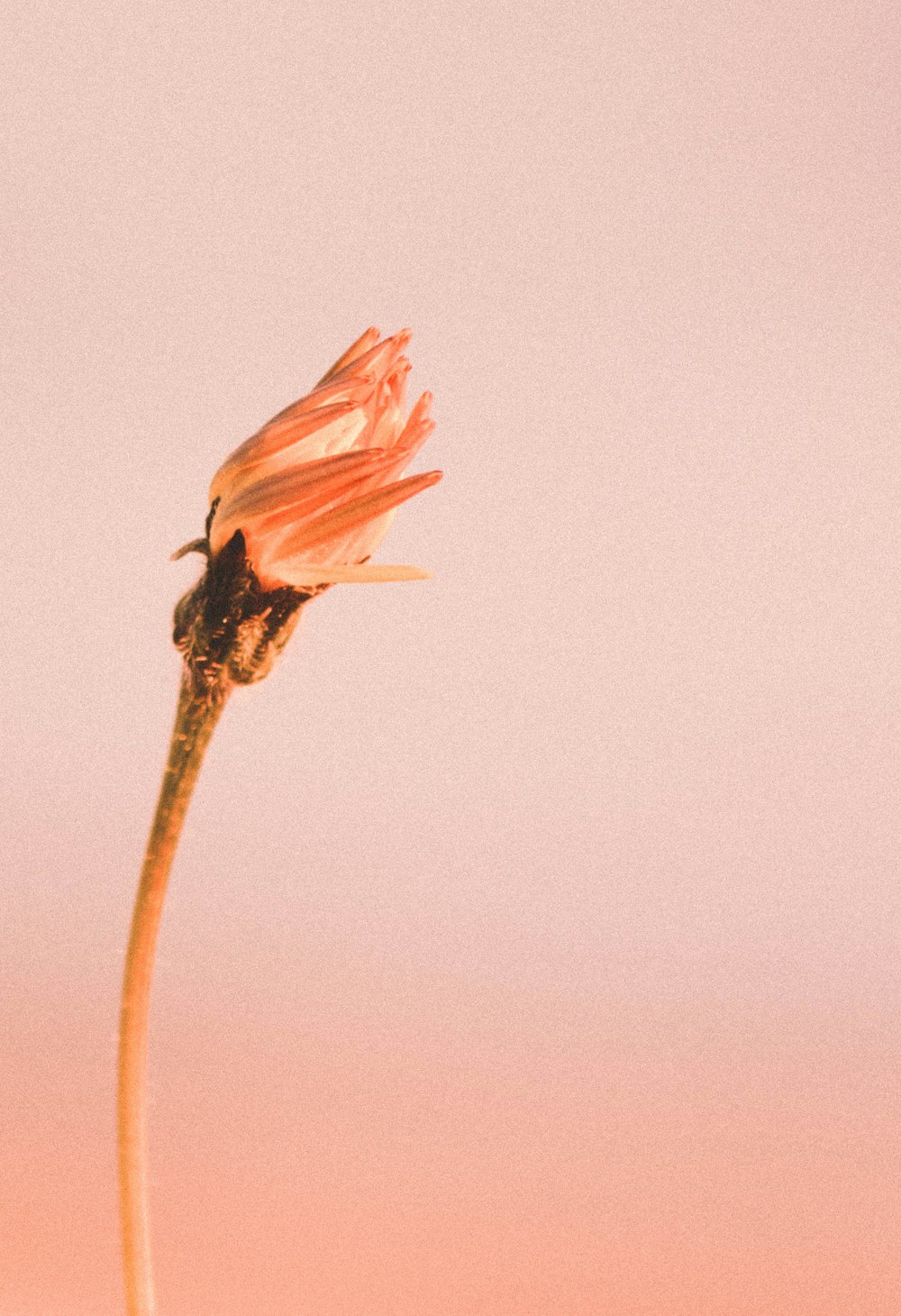 una flor que está en un jarrón sobre una mesa