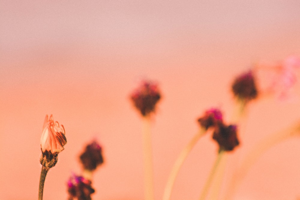 pink and brown flower field