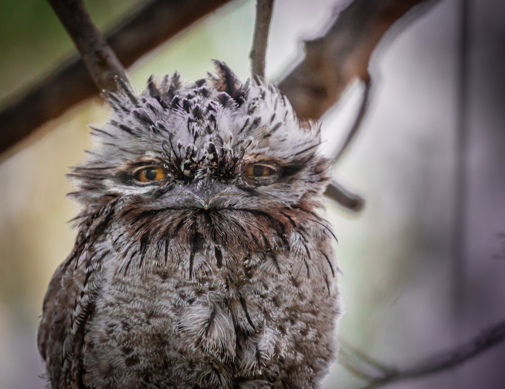 gray and white owl perched on brown tree branch