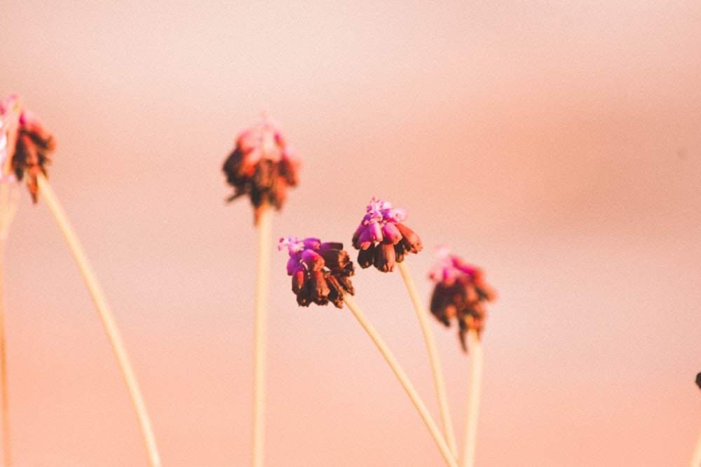 pink flowers in tilt shift lens