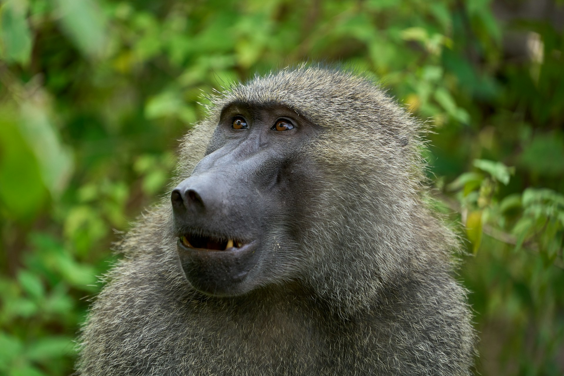 gray monkey in tilt shift lens