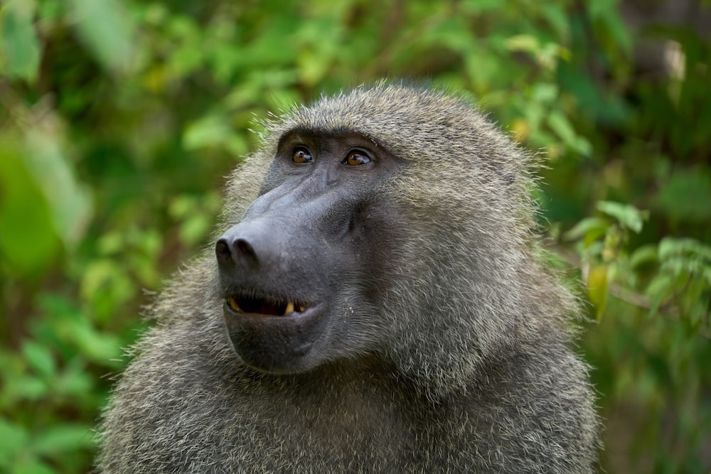 gray monkey in tilt shift lens