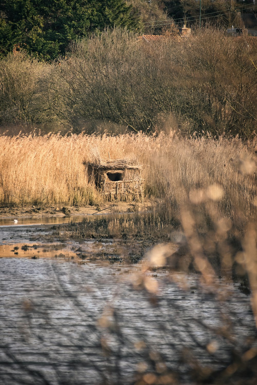 brown grass field near body of water during daytime