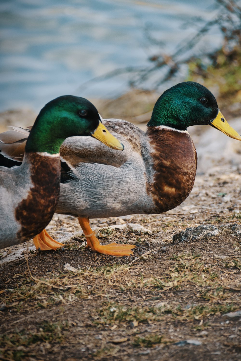 mallard duck on brown soil near body of water during daytime