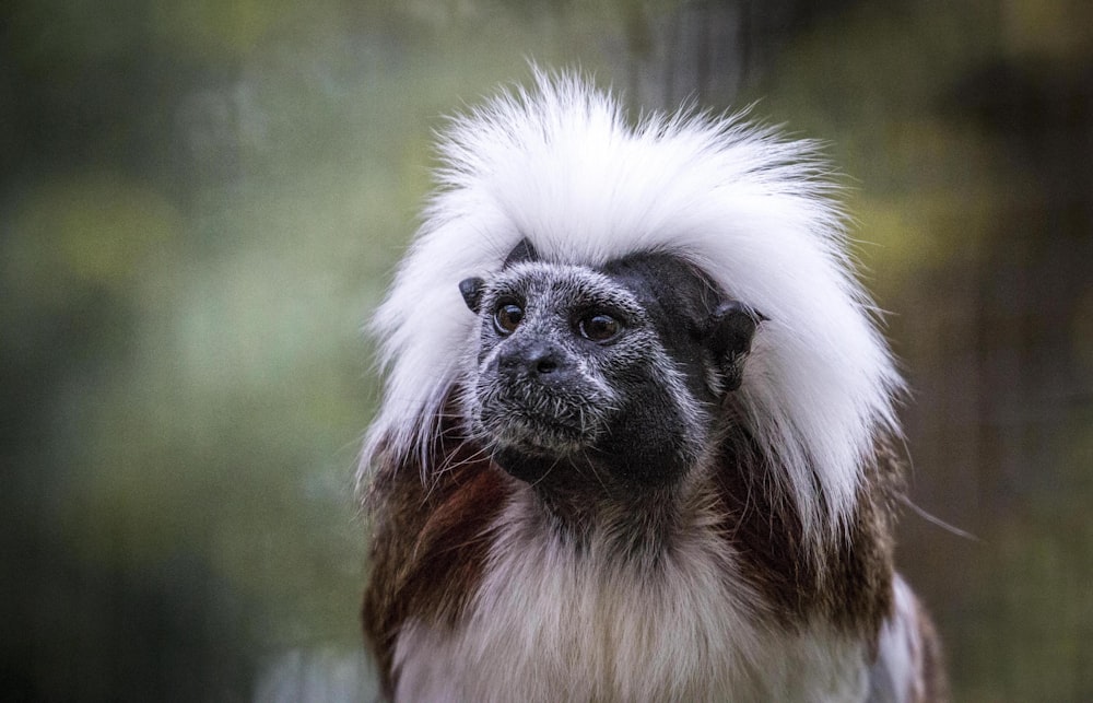 white and brown long haired animal