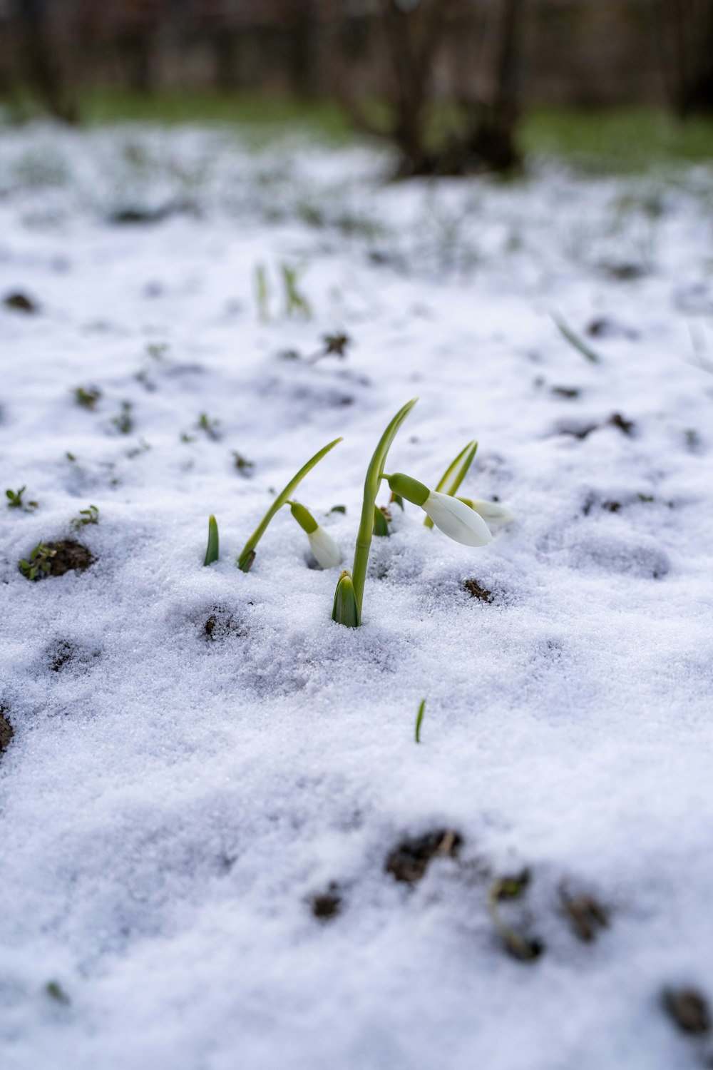 planta verde no solo coberto de neve