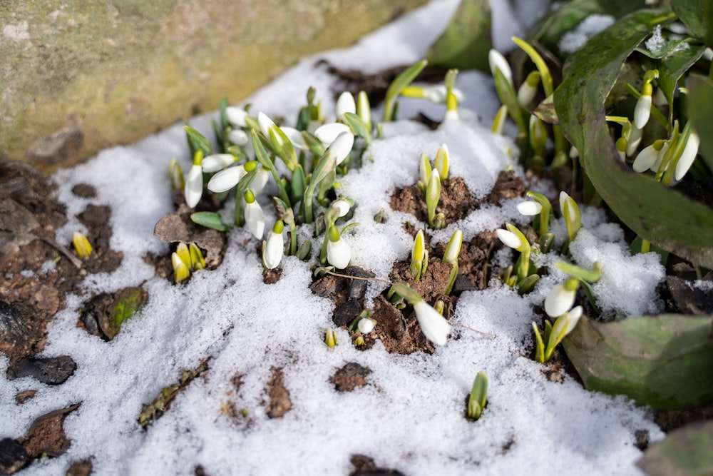 white flowers on brown soil