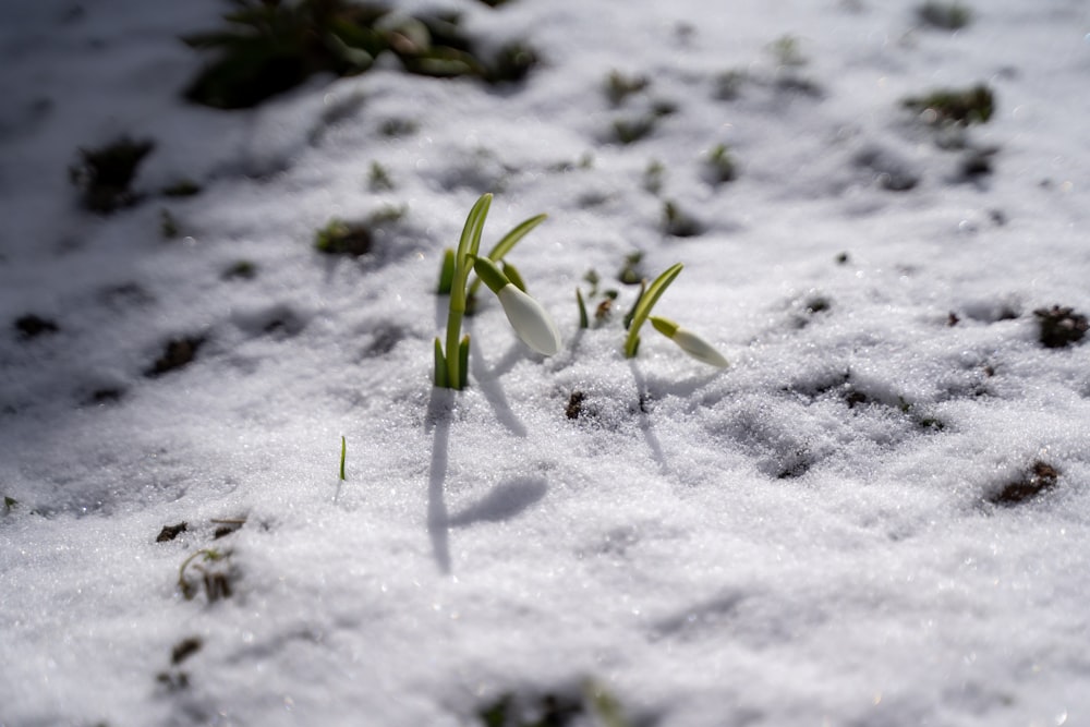 雪に覆われた地面に緑の植物