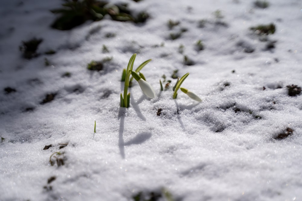 plante verte sur sol enneigé