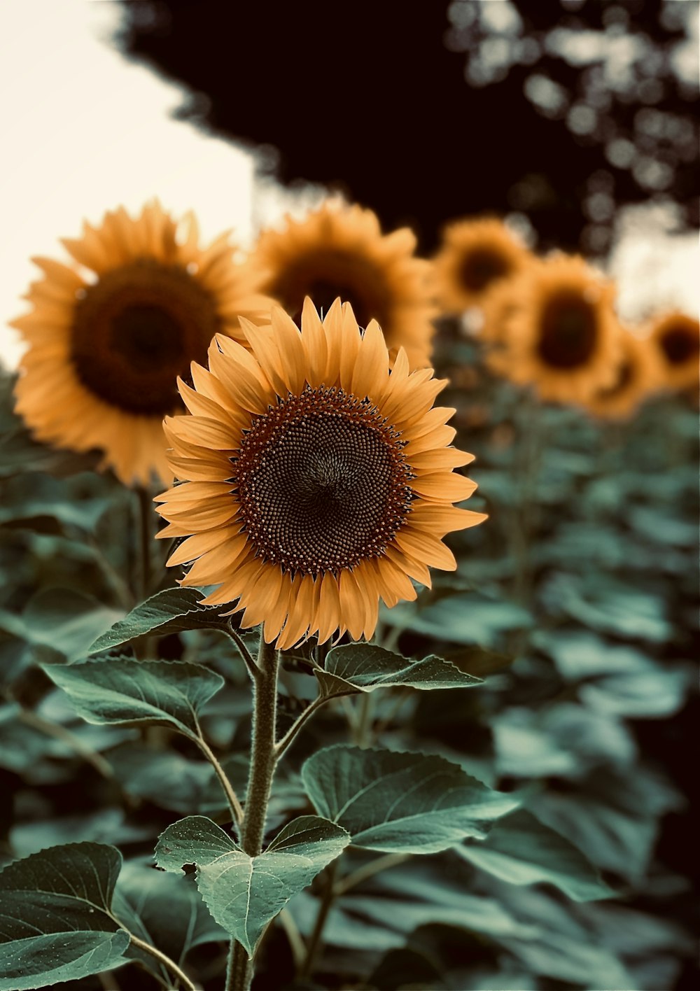 yellow sunflower in close up photography