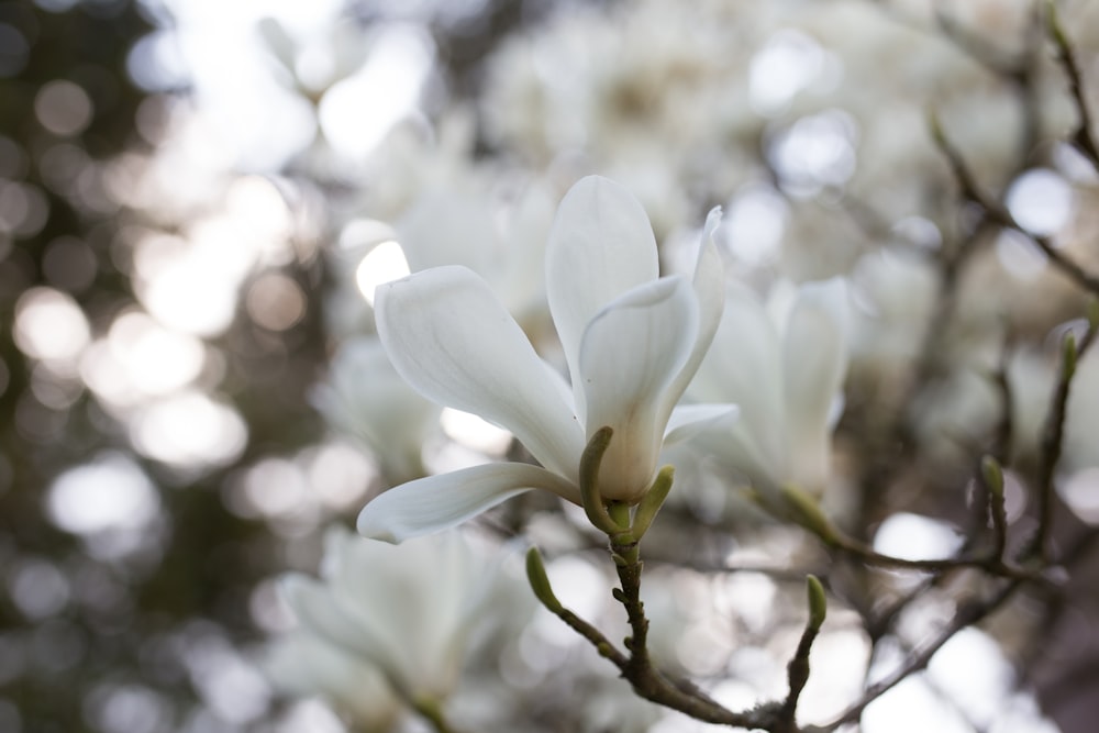 white flowers in tilt shift lens