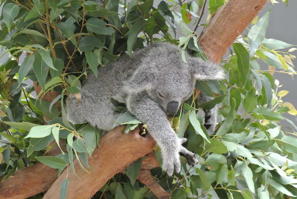 koala bear on tree during daytime