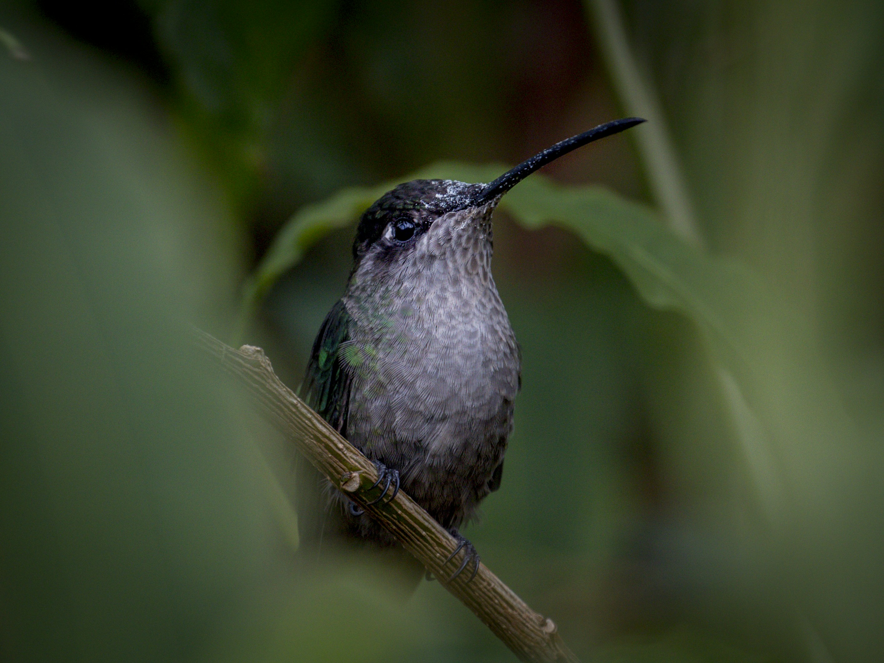 black and gray bird on brown tree branch