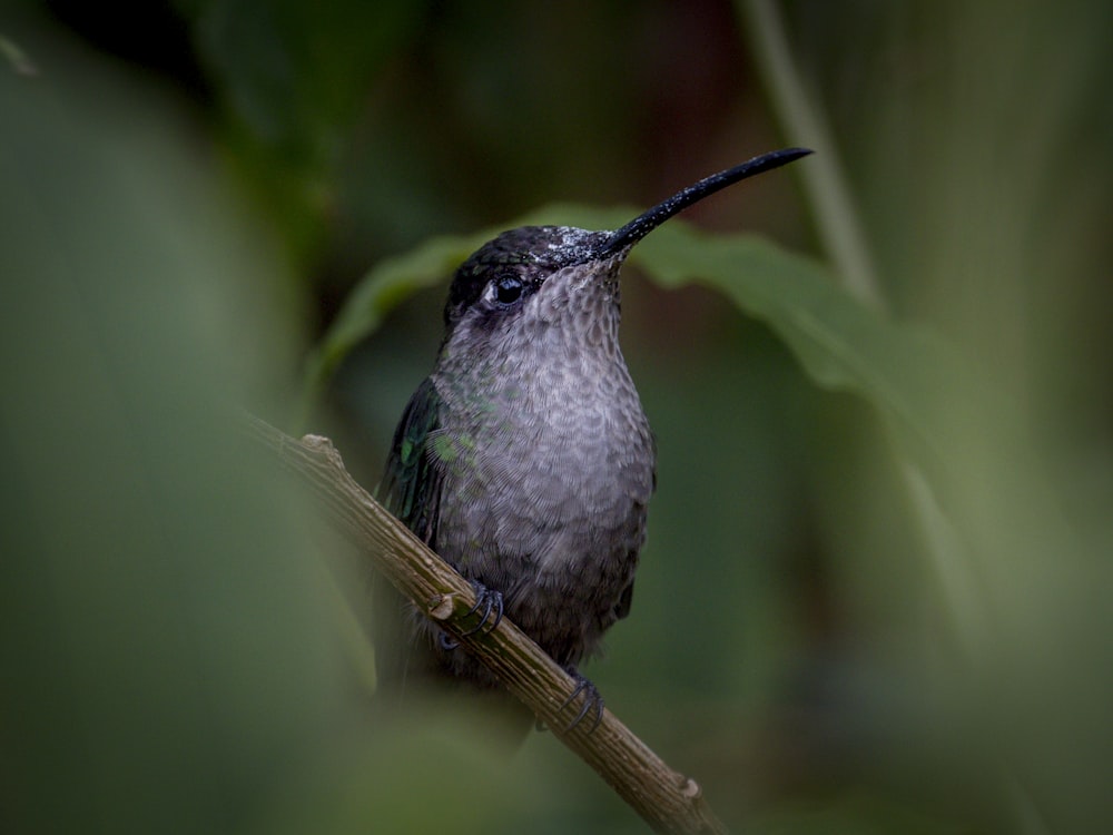 black and gray bird on brown tree branch