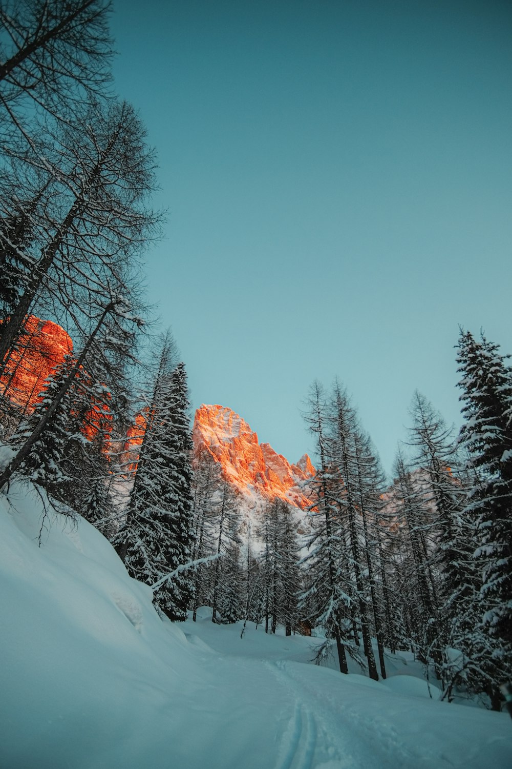 árvores e montanhas cobertas de neve durante o dia