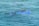 A person in a blue wetsuit is snorkeling on the surface of clear, turquoise water. They are wearing fins and a snorkel mask, and their body is partially submerged.