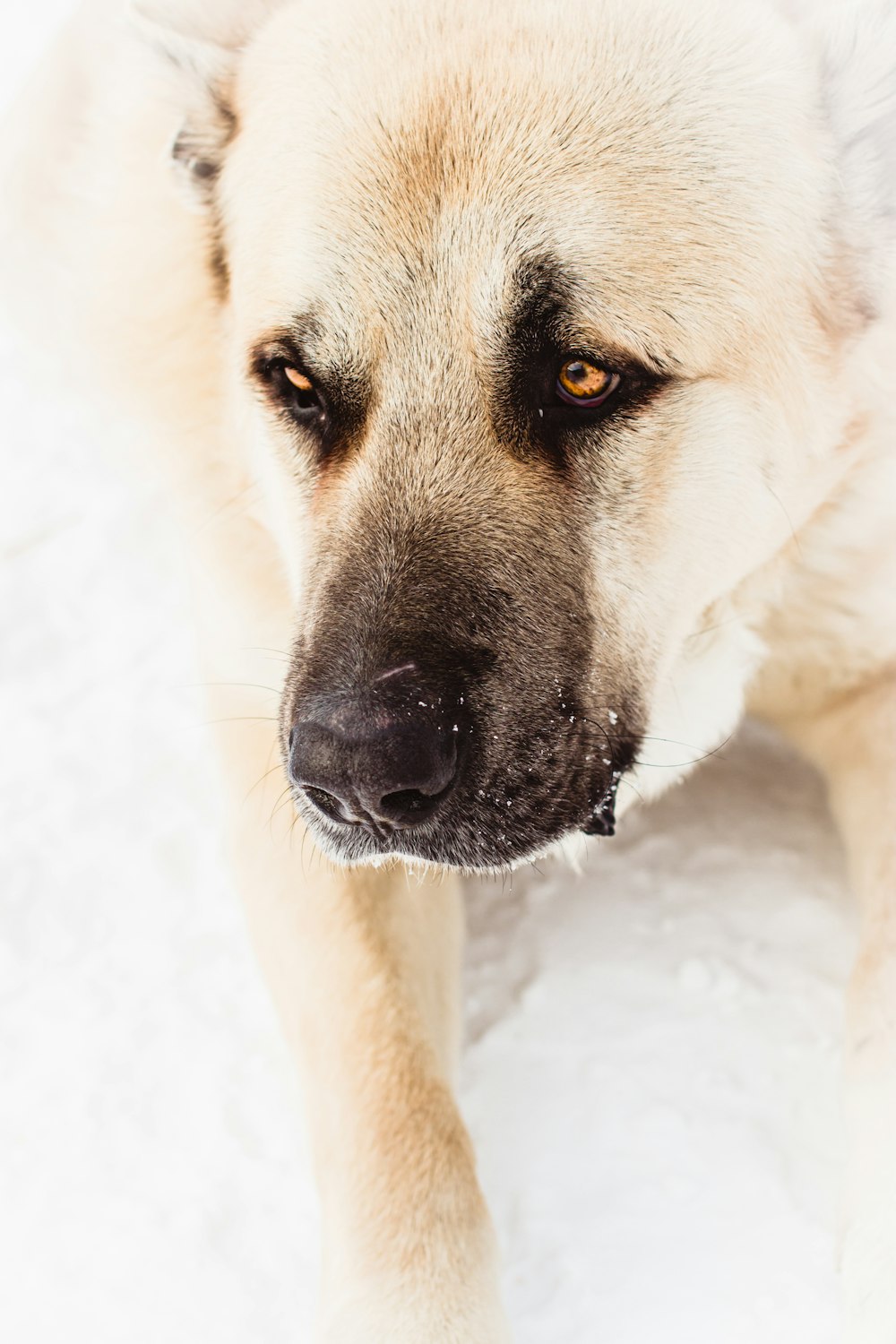 cão branco e marrom de pelagem curta no chão coberto de neve durante o dia