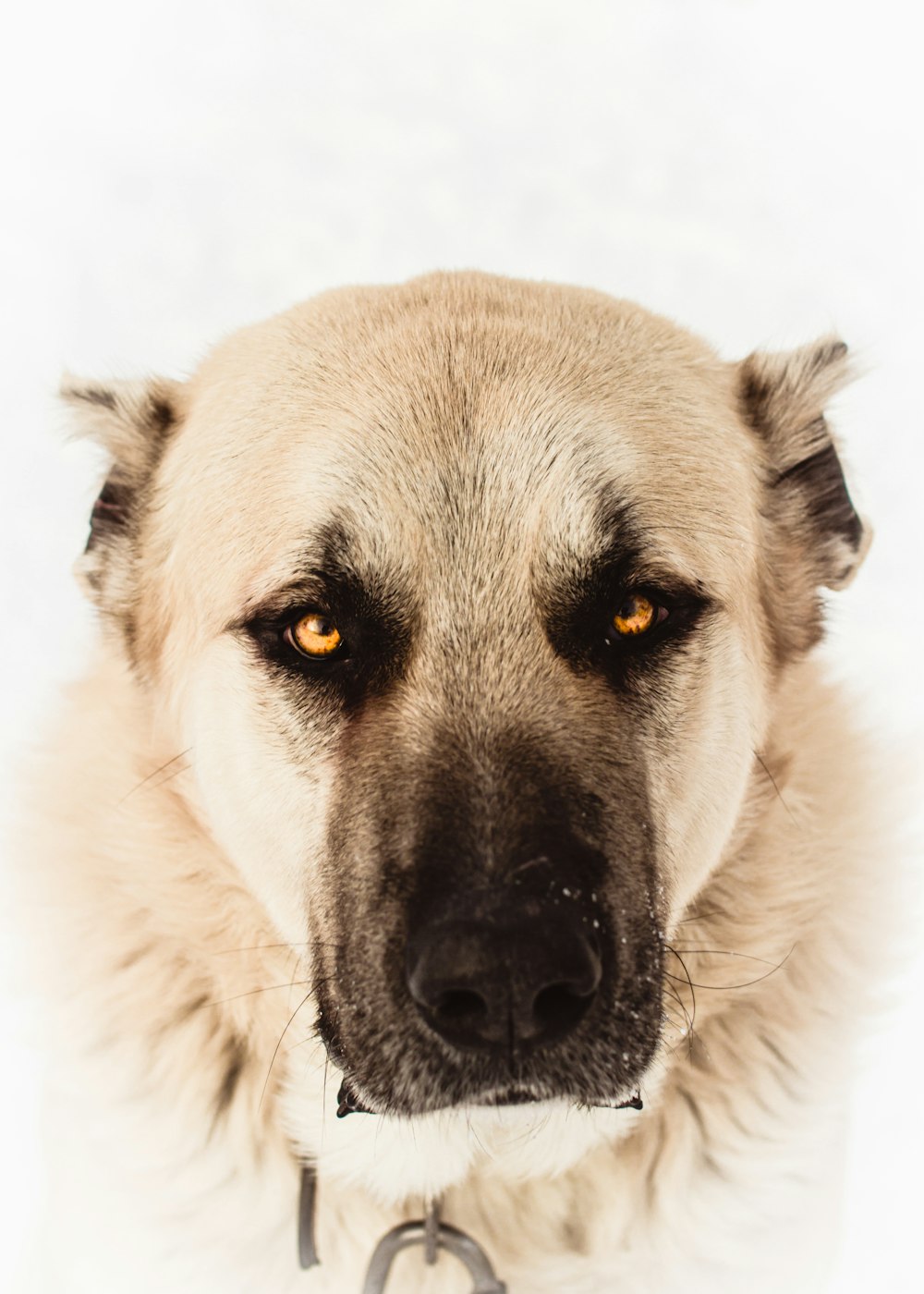 cão branco e preto de pelagem curta