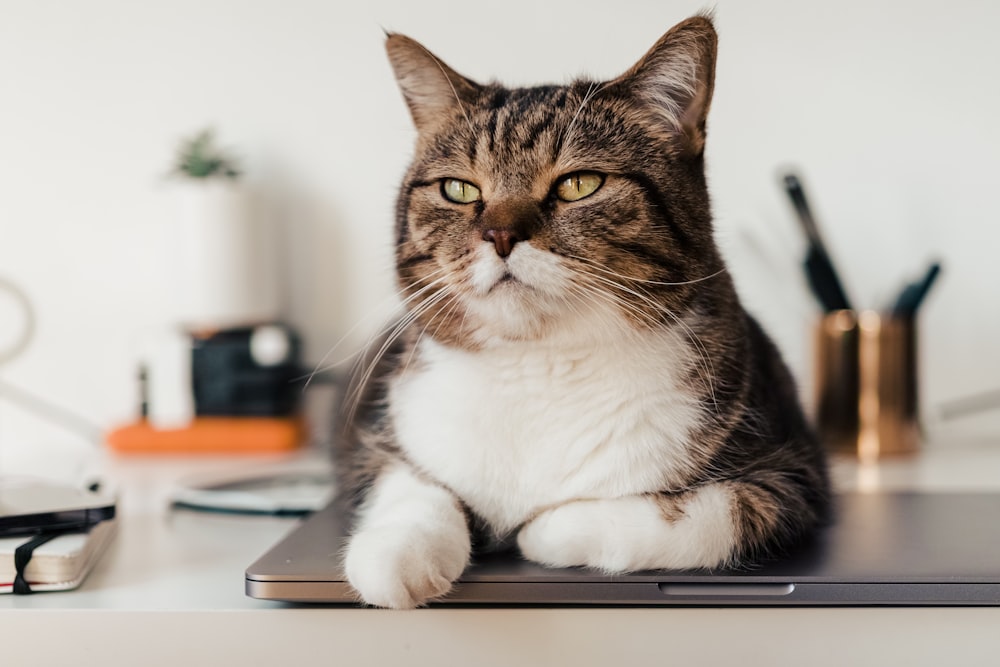 white and brown cat on macbook pro