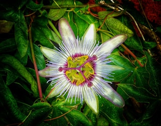 A vibrant passionflower with intricate purple and white petals and a central structure of yellow and purple stamens is surrounded by lush green foliage.