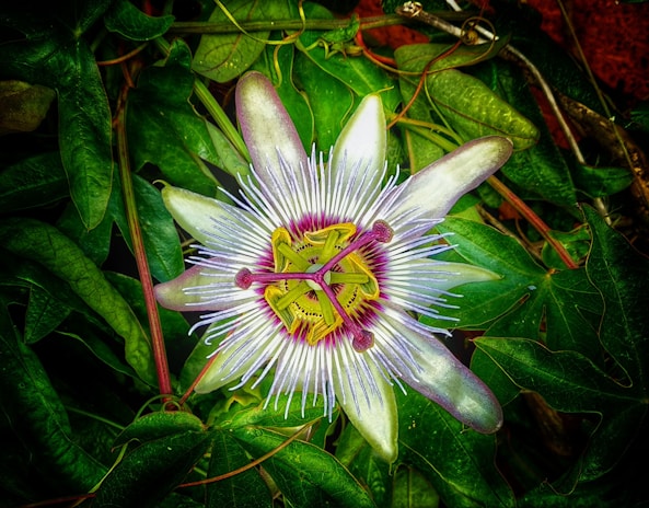 A vibrant passionflower with intricate purple and white petals and a central structure of yellow and purple stamens is surrounded by lush green foliage.