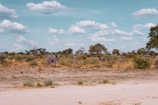 A serene savannah landscape with a clear blue sky and fluffy white clouds. Several elephants are grazing among the dry grasses and scattered trees, showcasing a typical African wildlife scene.